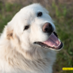 Brave Firefighters Rescue Injured Great Pyrenees from Mountain Trail